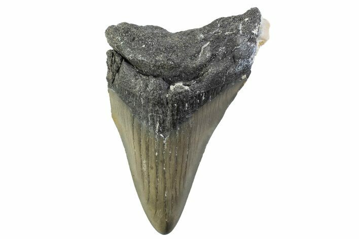 Partial, Fossil Megalodon Tooth - North Carolina #374082